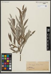 Foto von Salix alba L.